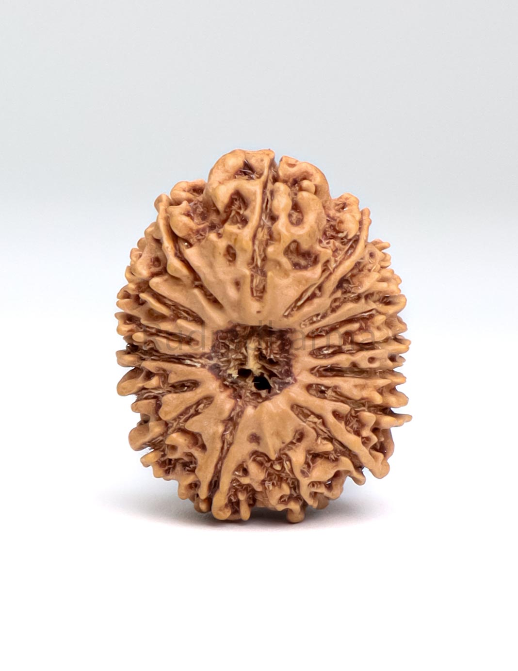 16 Mukhi Nepali Rudraksha