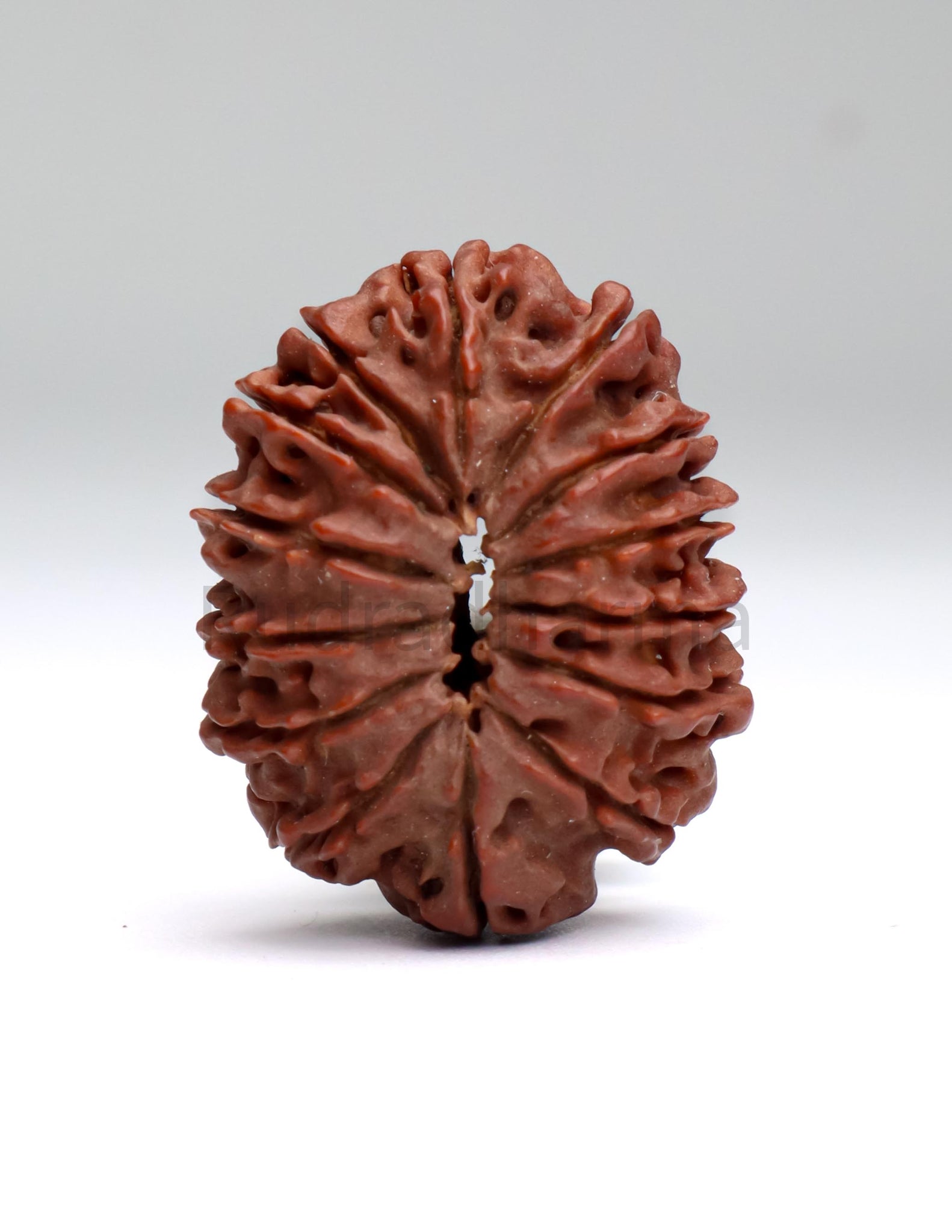 14 Mukhi Nepali Rudraksha