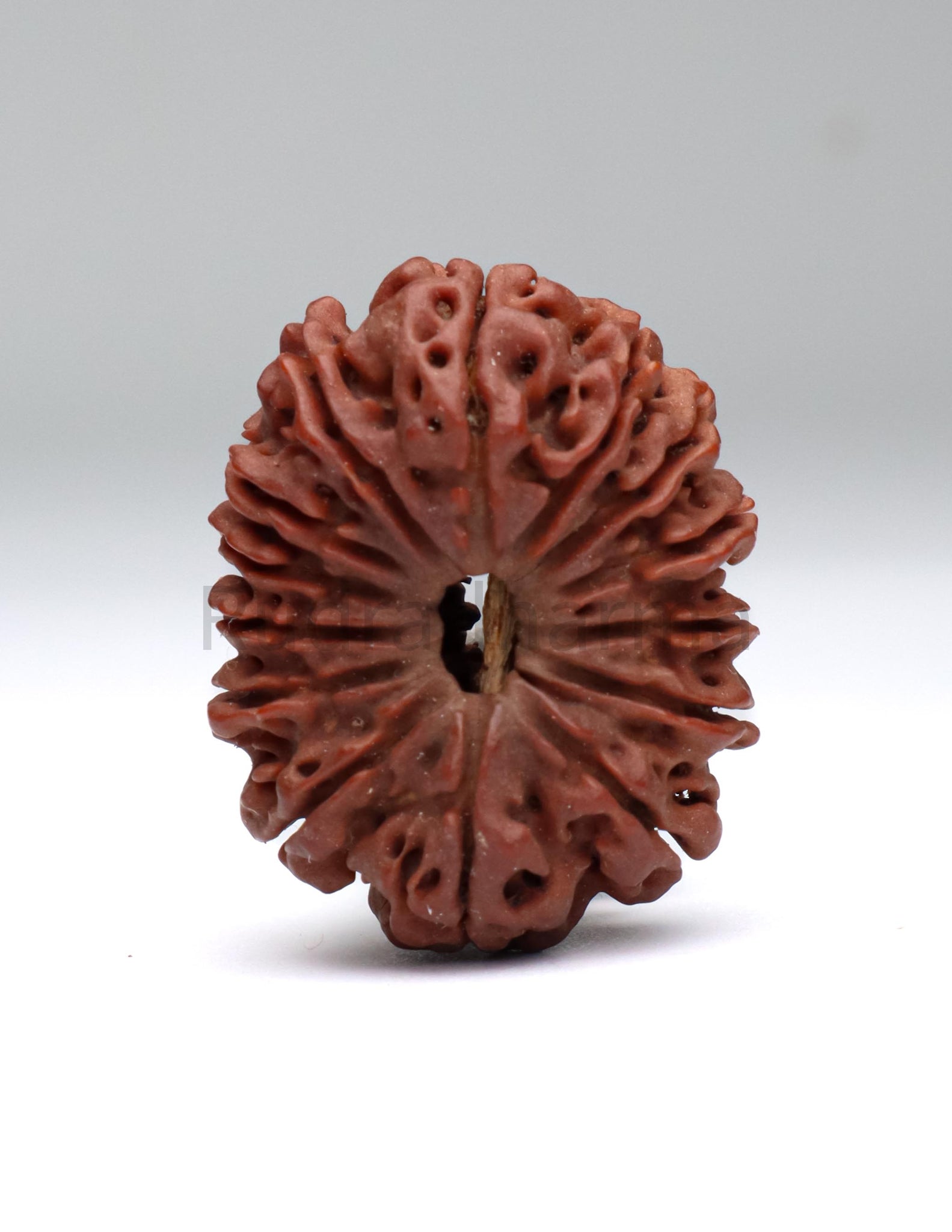 14 Mukhi Nepali Rudraksha