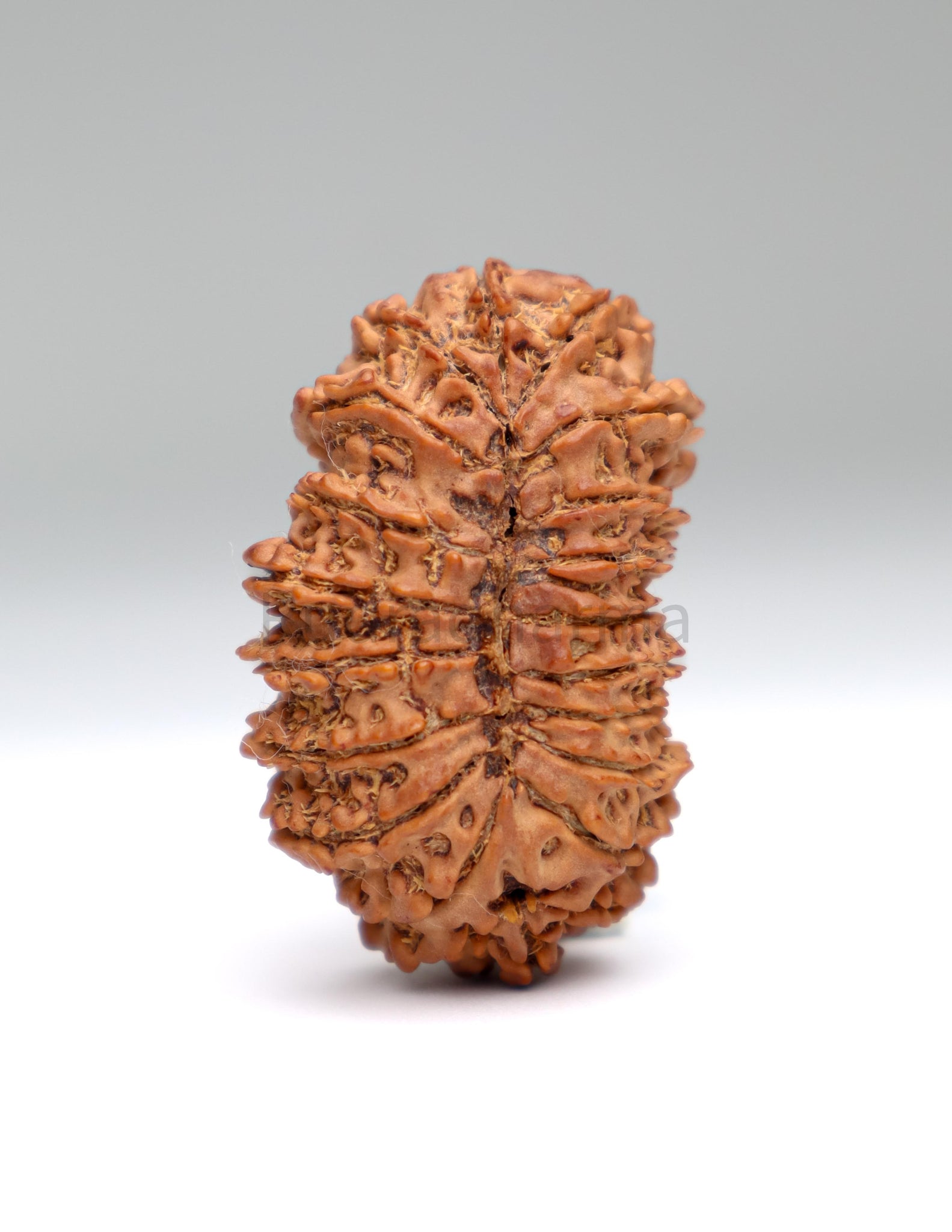 21 Mukhi Nepali Rudraksha