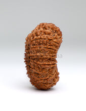 21 Mukhi Nepali Rudraksha