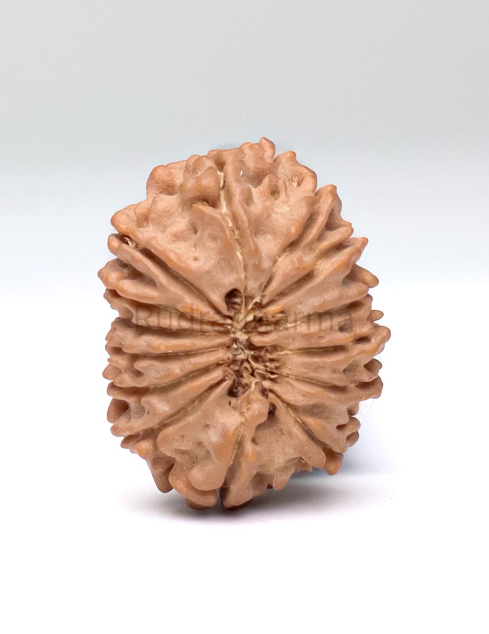 14 Mukhi Nepali Rudraksha