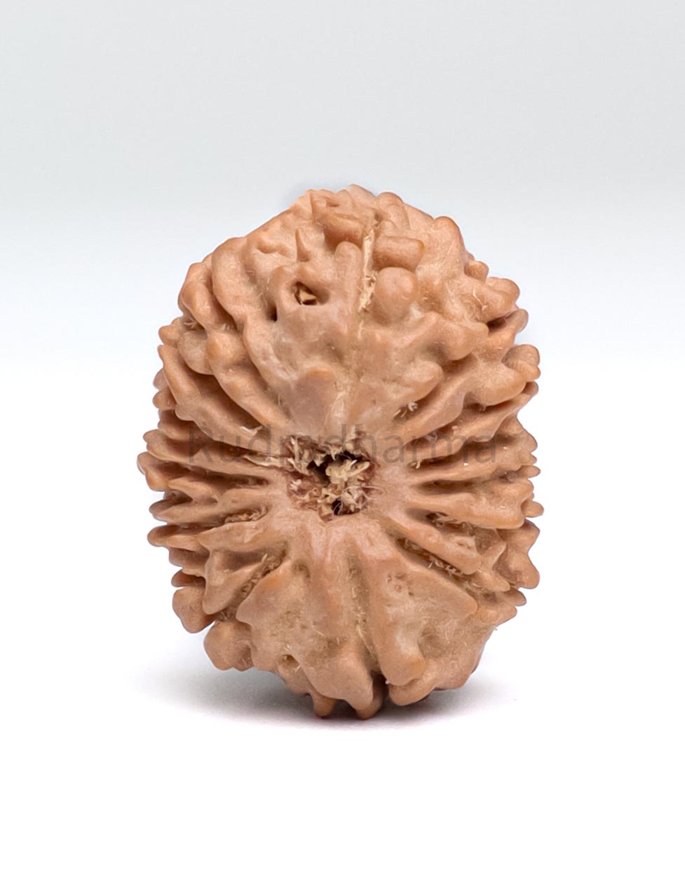 14 Mukhi Nepali Rudraksha