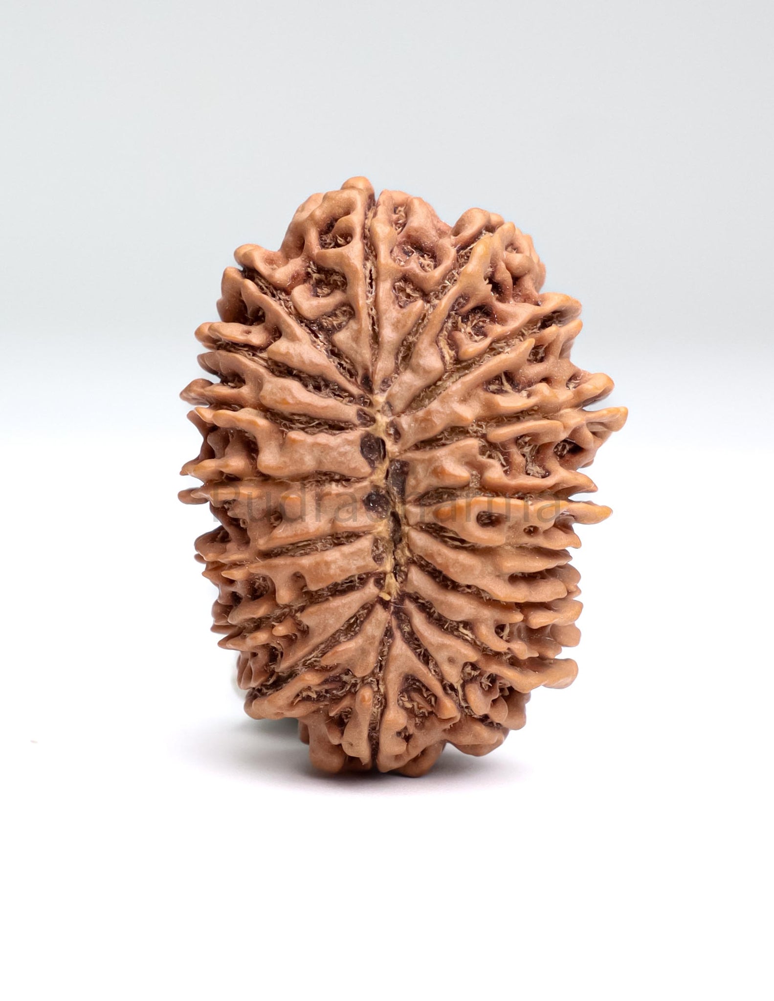 17 Mukhi Nepali Rudraksha