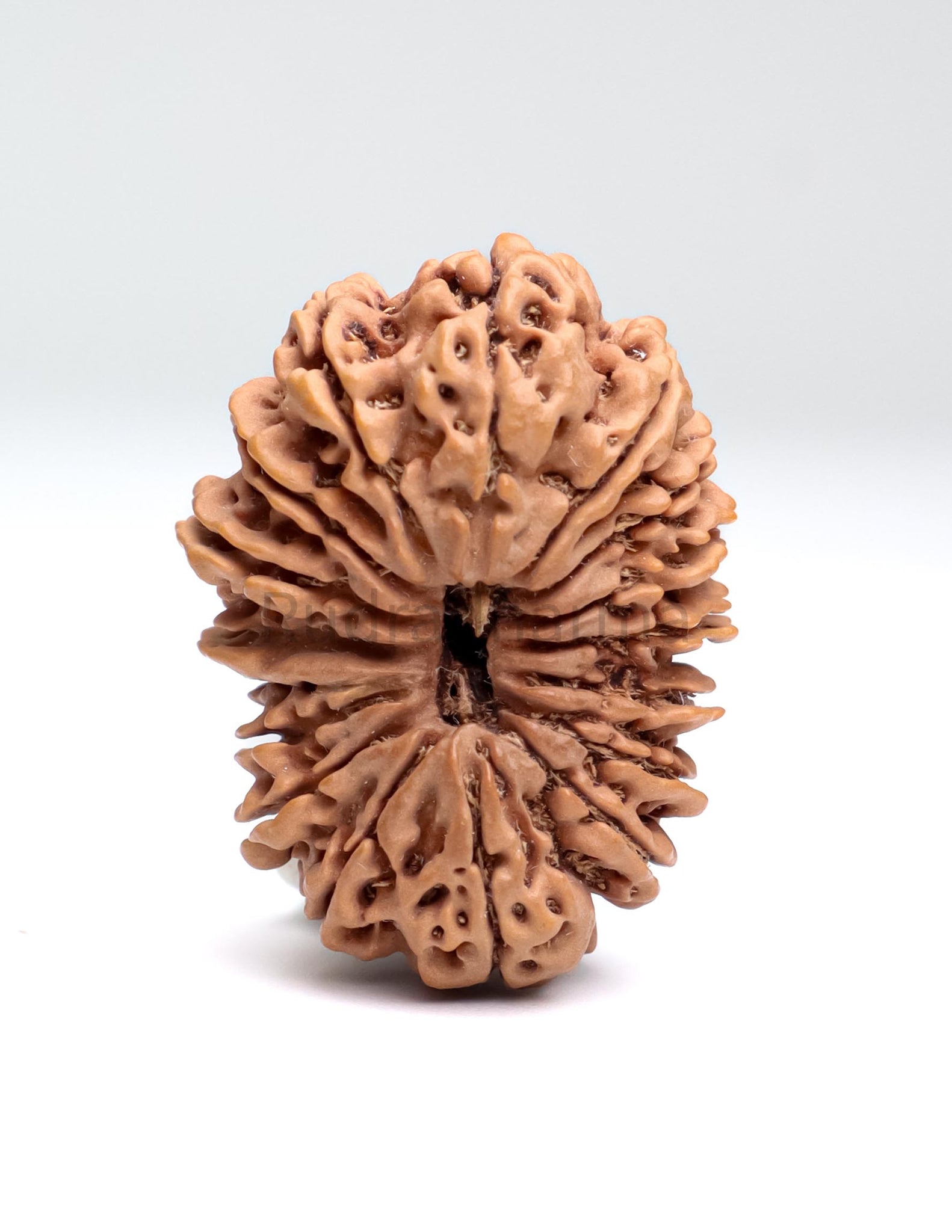 17 Mukhi Nepali Rudraksha