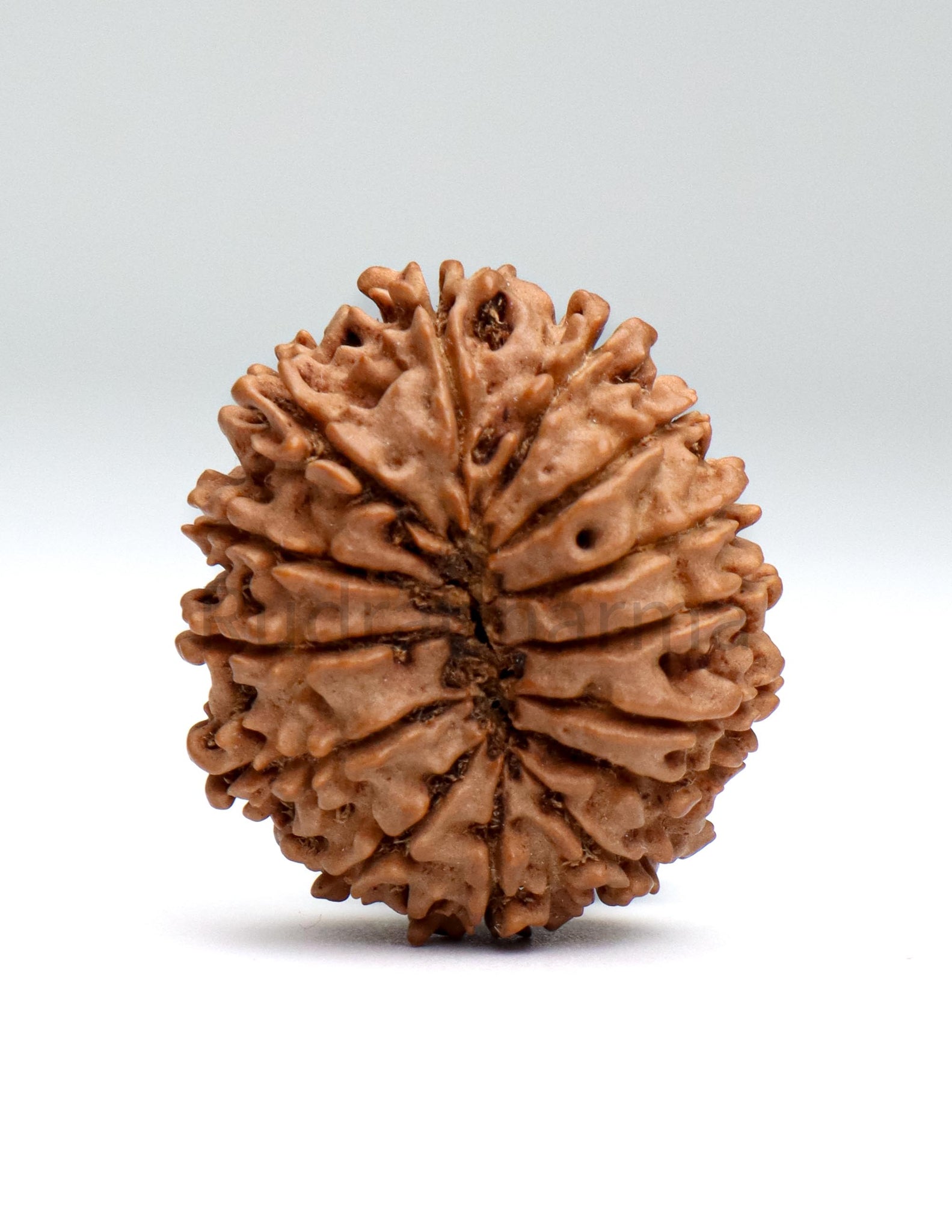 14 Mukhi Nepali Rudraksha