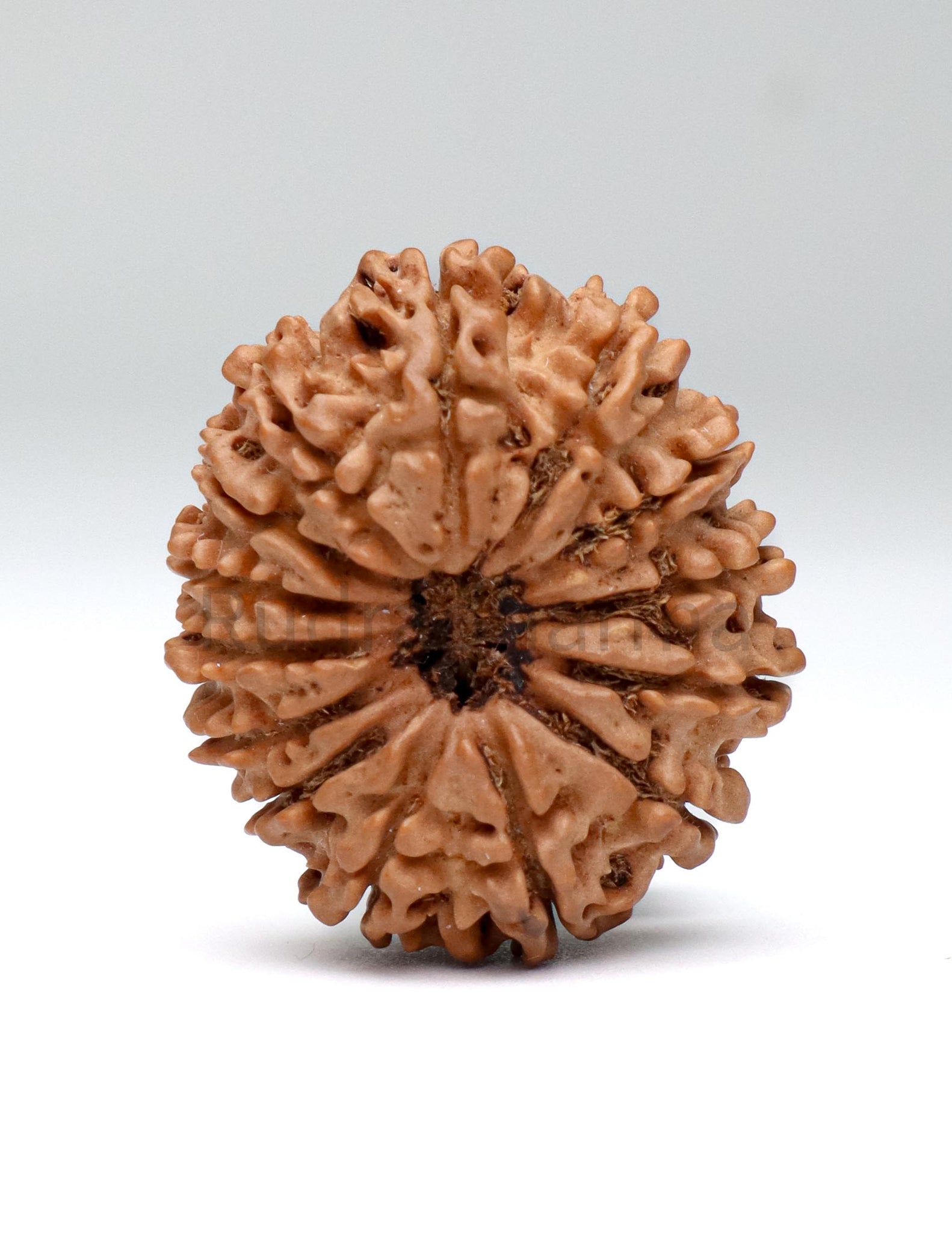 14 Mukhi Nepali Rudraksha