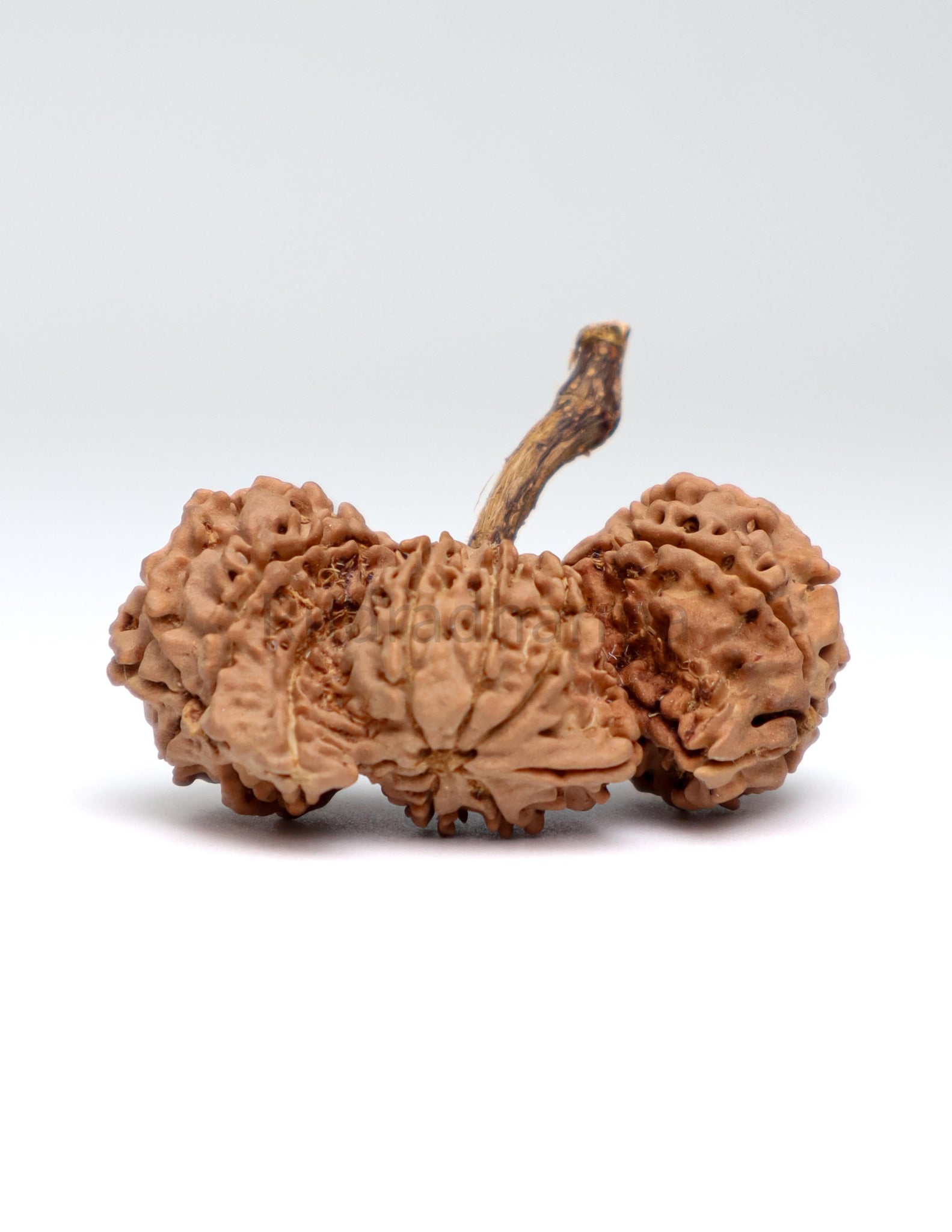 Trijuti Nepali Rudraksha