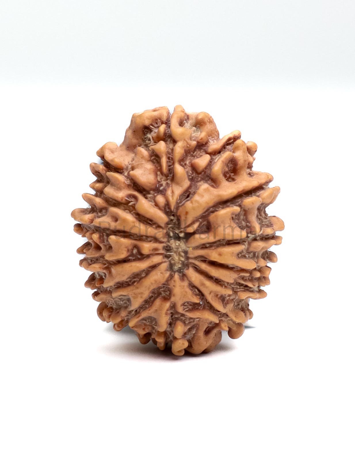 14 Mukhi Nepali Rudraksha