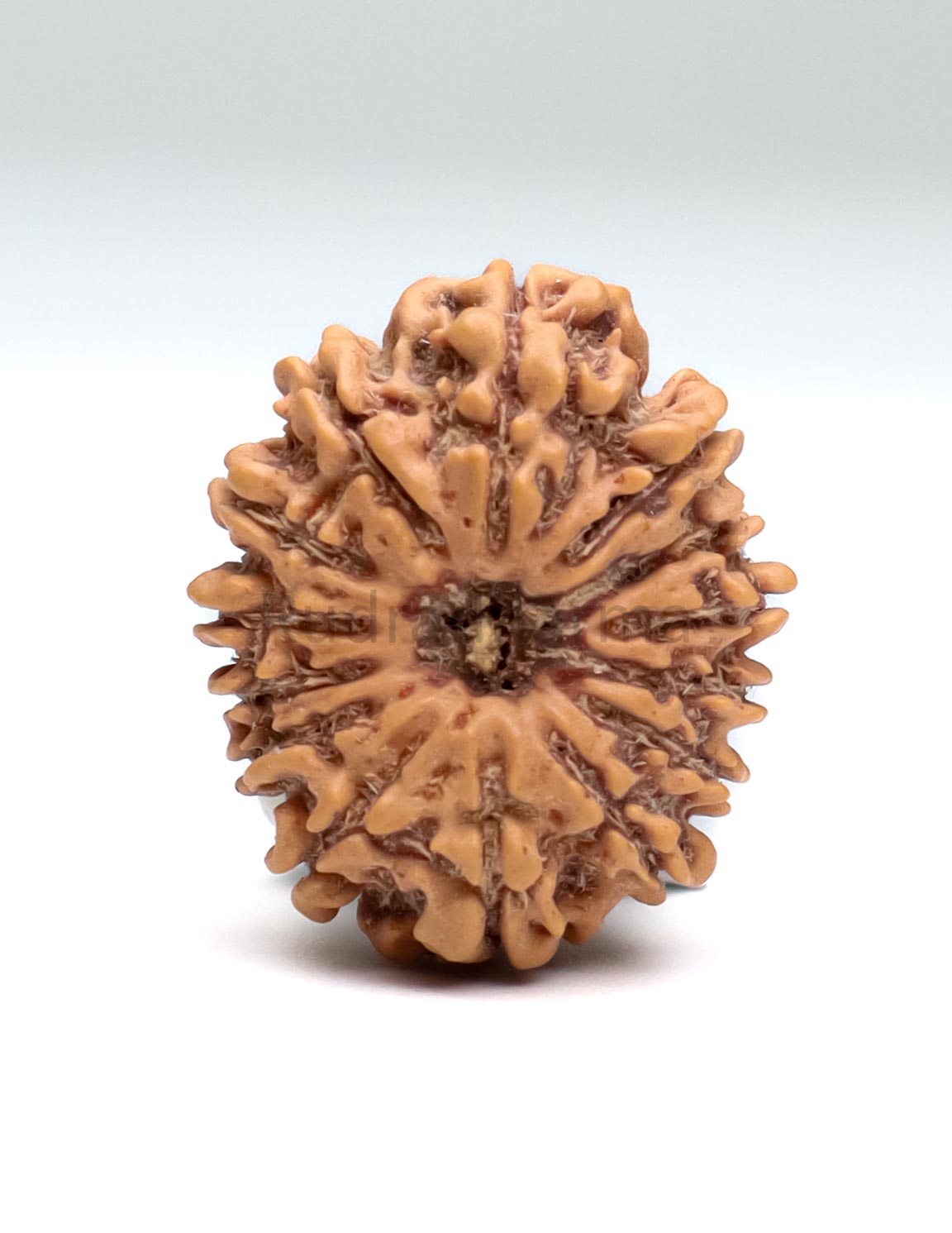 14 Mukhi Nepali Rudraksha