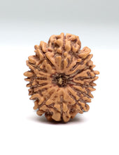 14 Mukhi Nepali Rudraksha