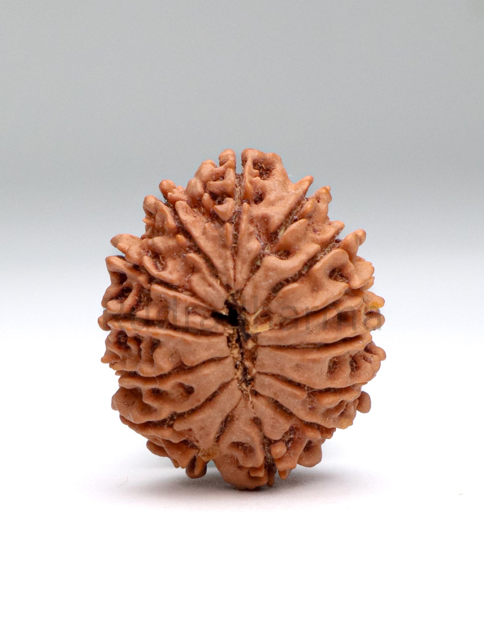 14 Mukhi Nepali Rudraksha