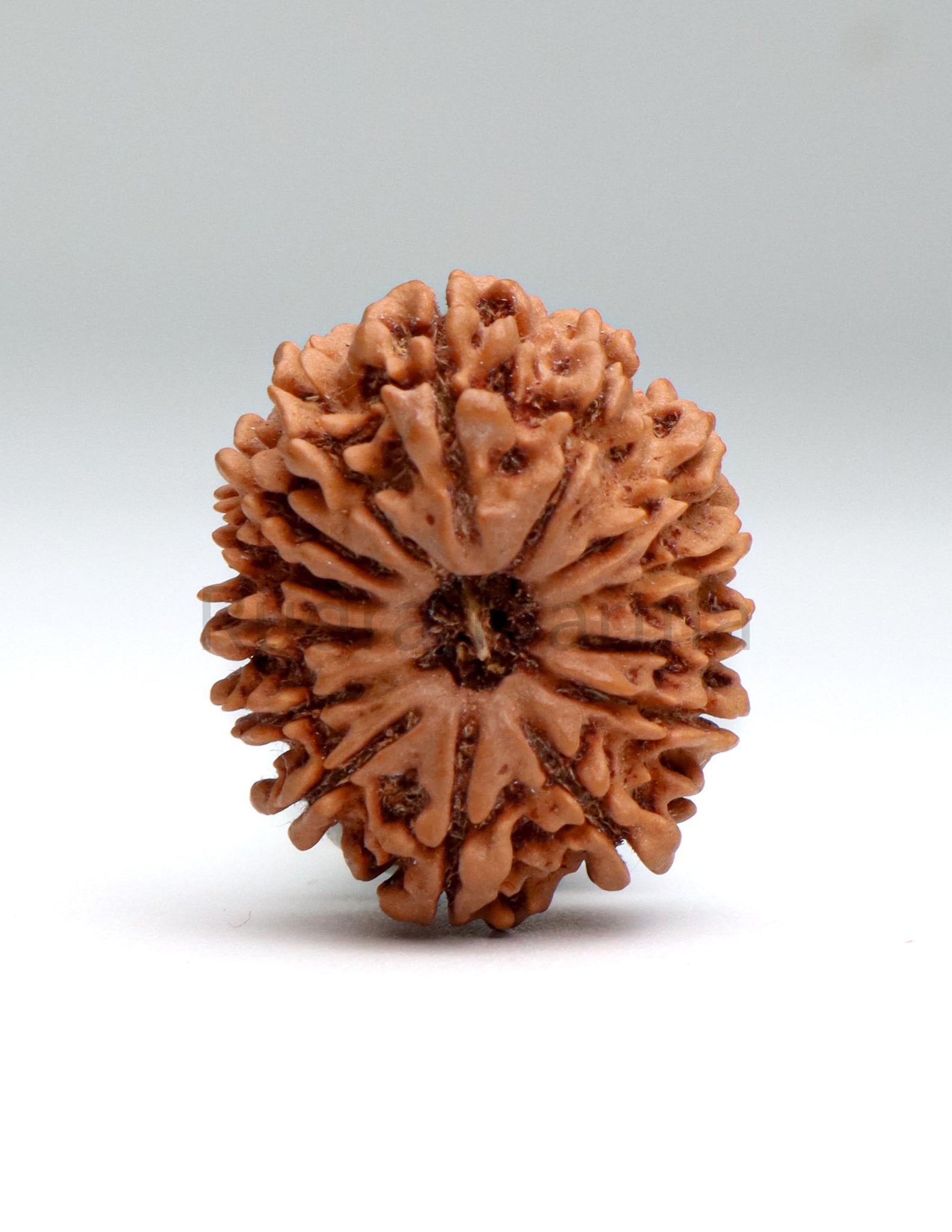 14 Mukhi Nepali Rudraksha