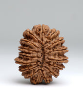 16 Mukhi Nepali Rudraksha