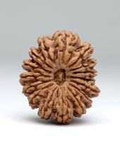 16 Mukhi Nepali Rudraksha