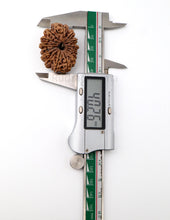 15 Mukhi Nepali Rudraksha