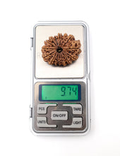 15 Mukhi Nepali Rudraksha