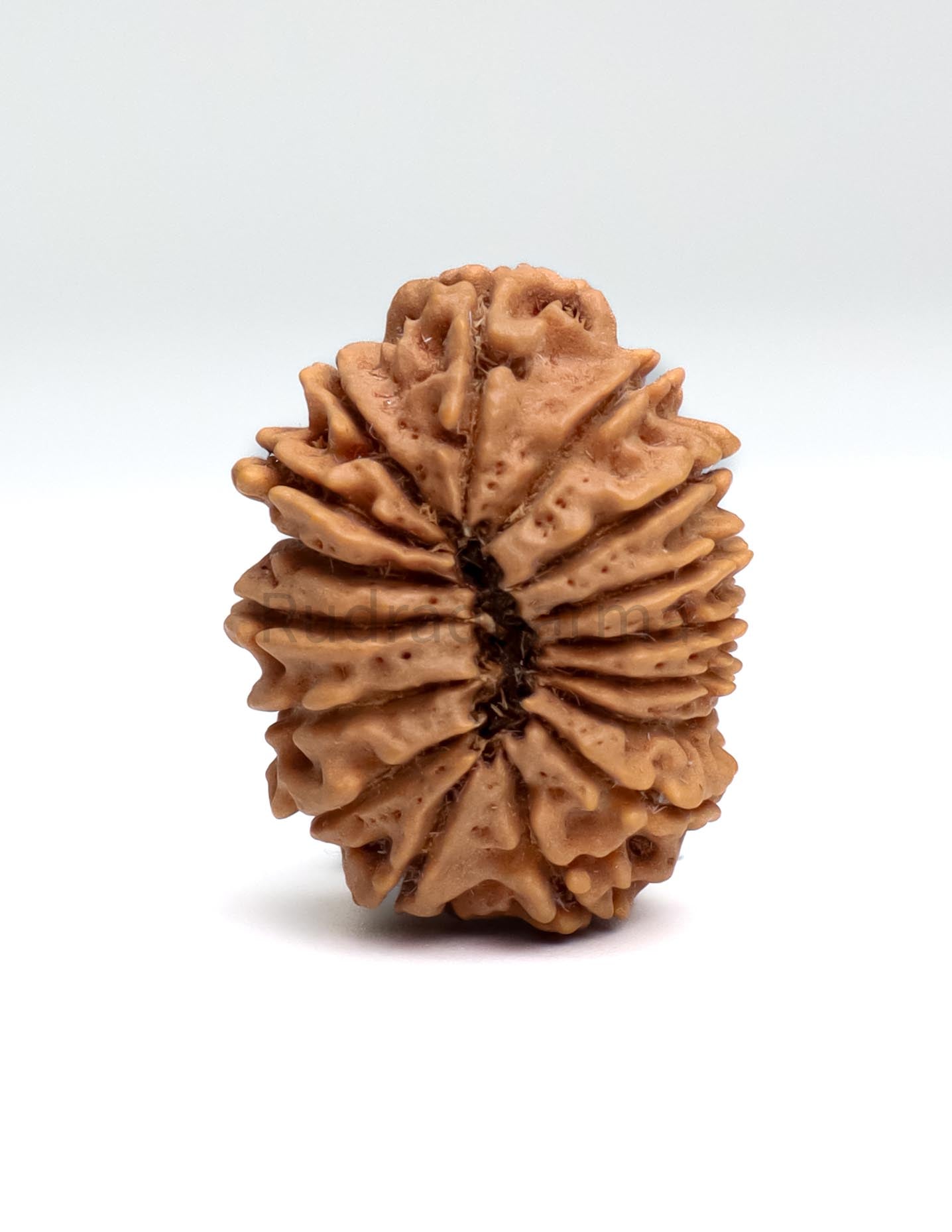 16 Mukhi Nepali Rudraksha