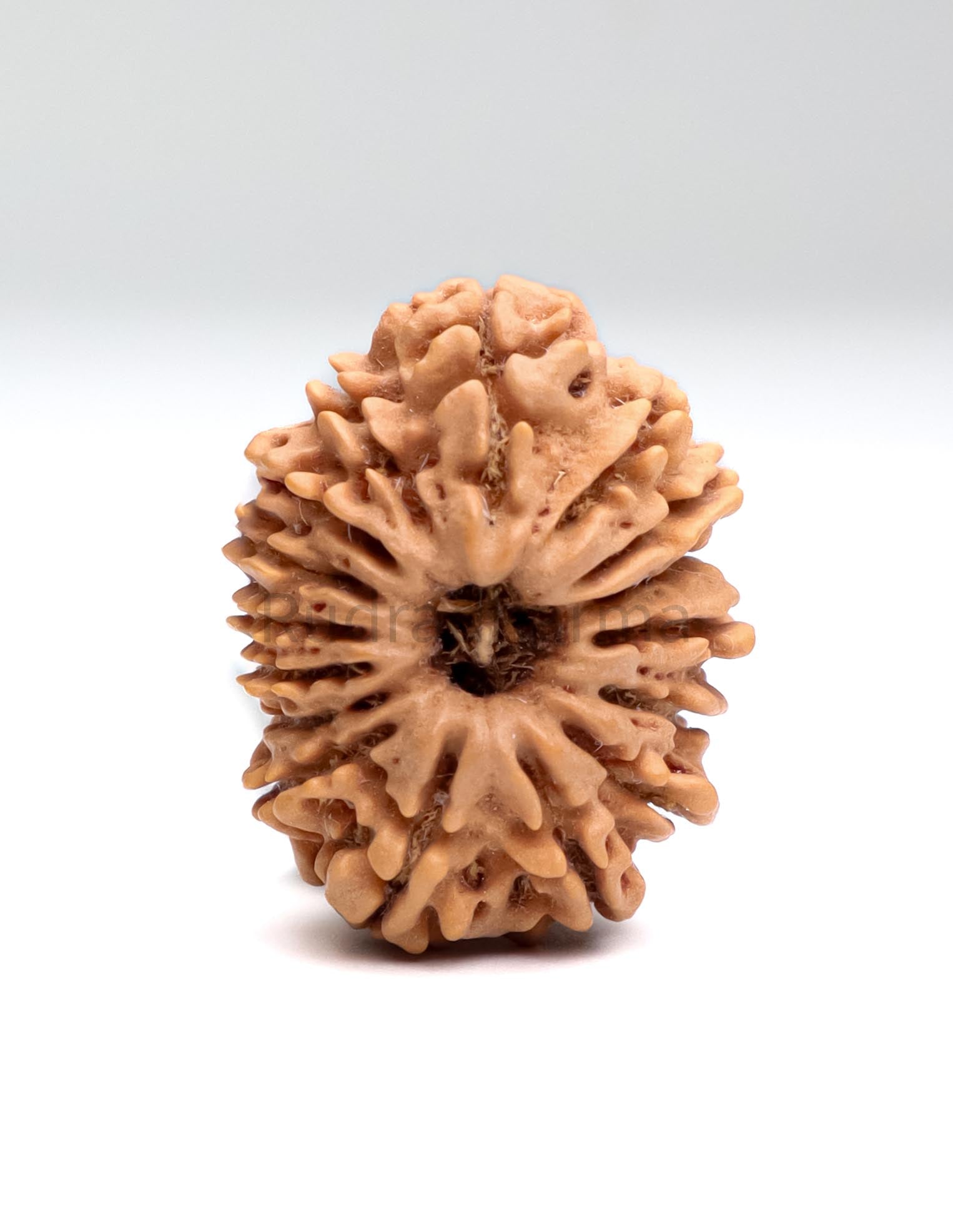 16 Mukhi Nepali Rudraksha