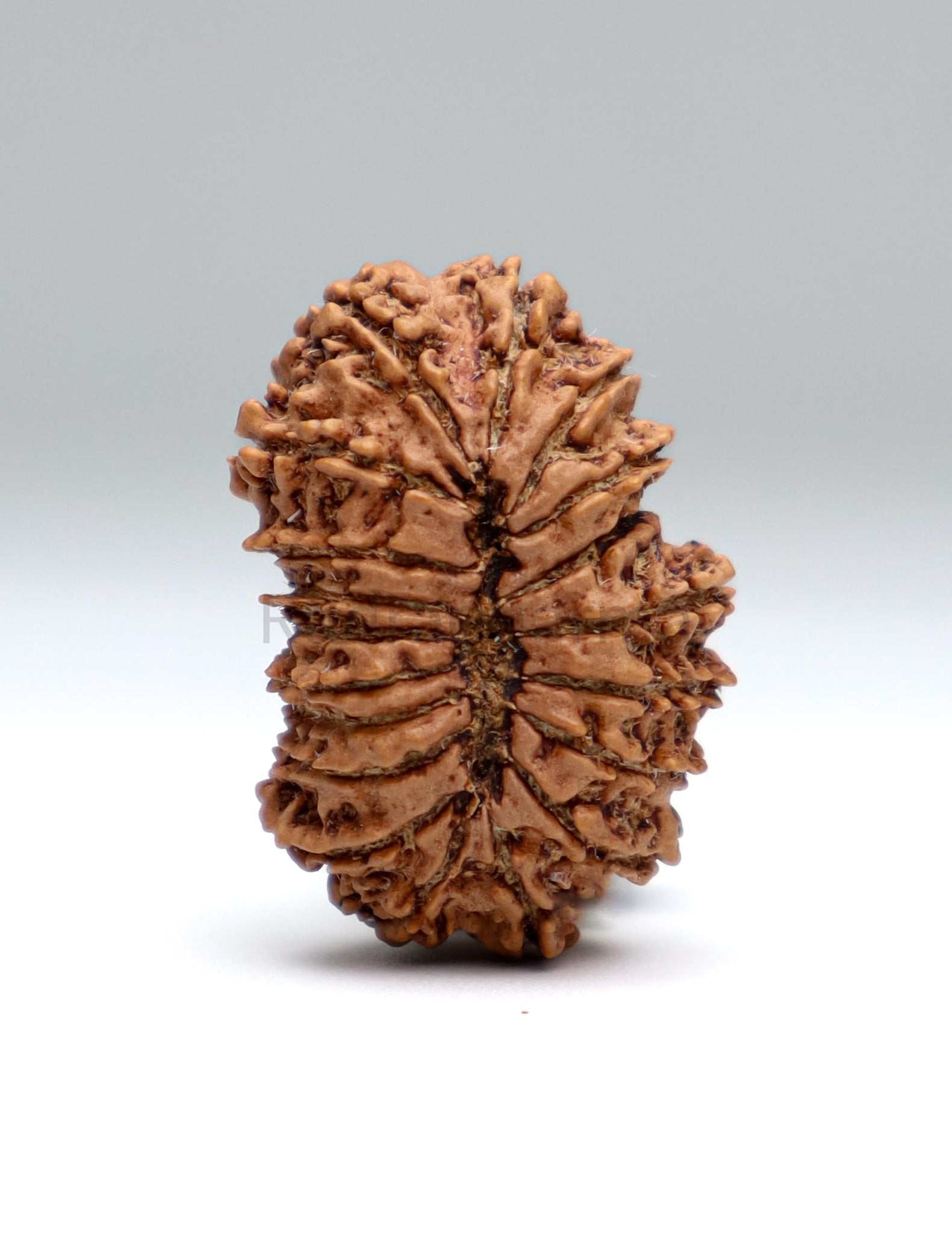 19 Mukhi Nepal Rudraksha