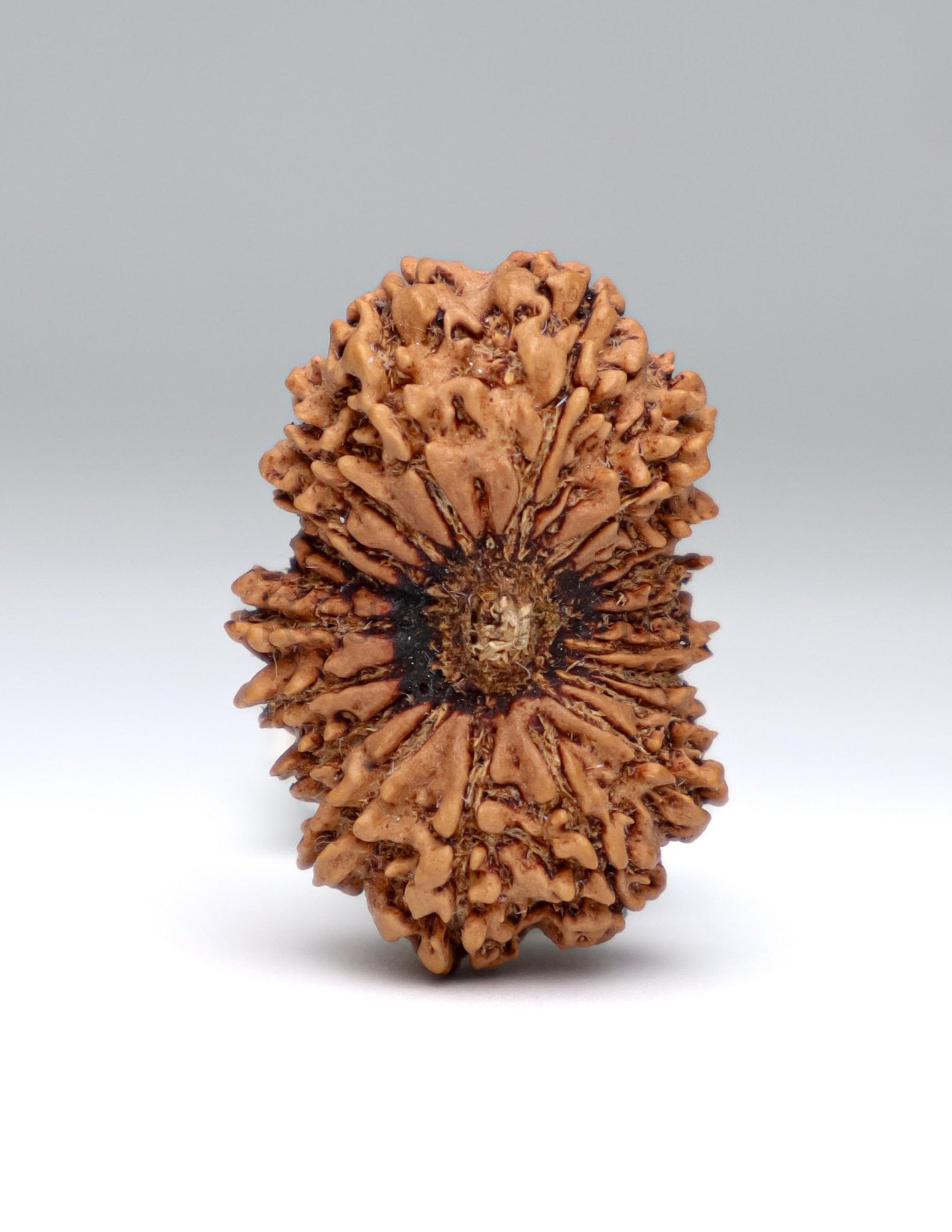 19 Mukhi Nepal Rudraksha