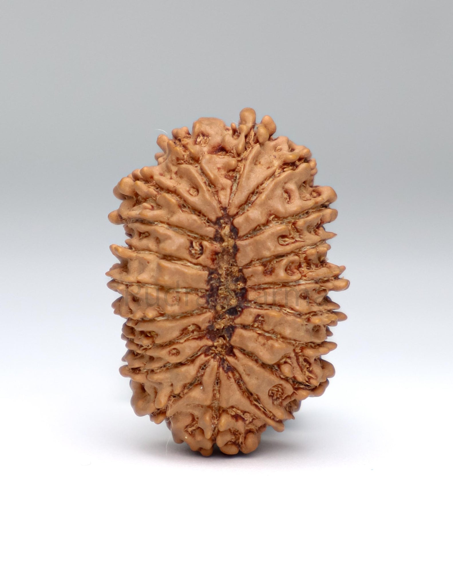 19 Mukhi Nepal Rudraksha