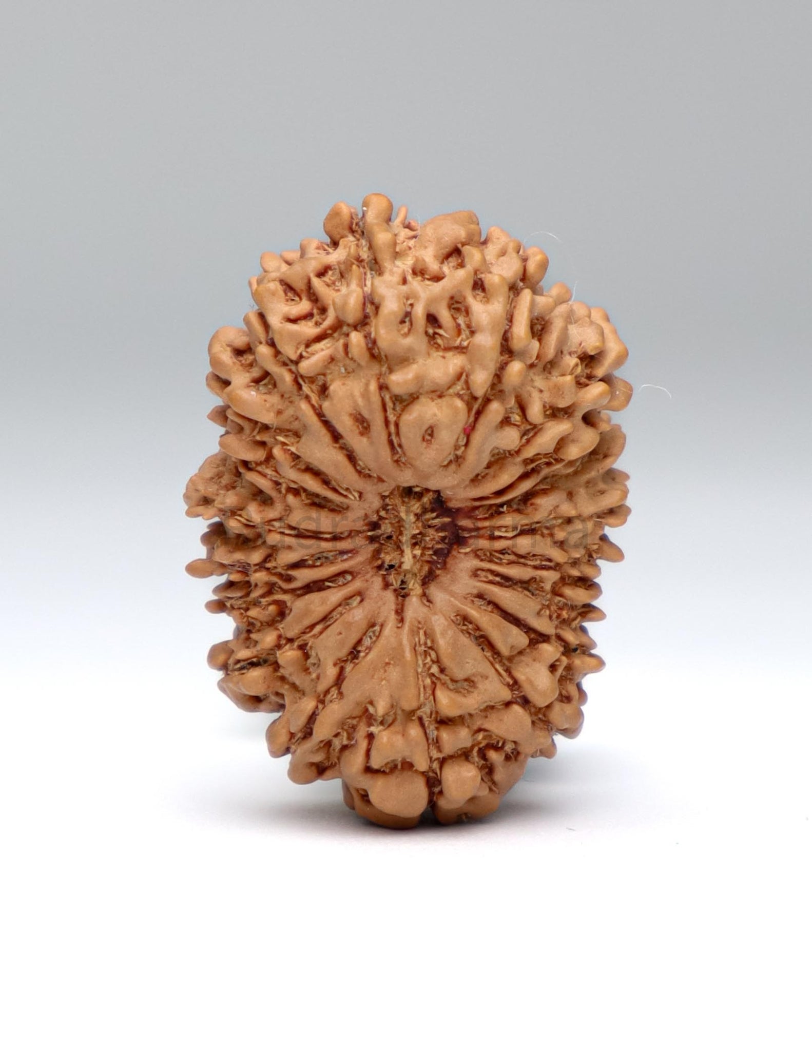 19 Mukhi Nepal Rudraksha