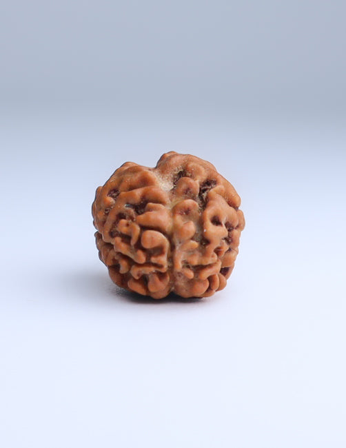 2 Mukhi Nepali Rudraksha