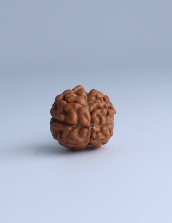 2 Mukhi Nepali Rudraksha