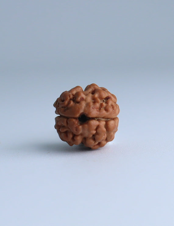 2 Mukhi Nepali Rudraksha