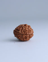 2 Mukhi Nepali Rudraksha