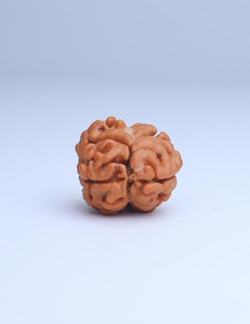 2 Mukhi Nepali Rudraksha