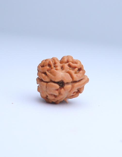 2 Mukhi Nepali Rudraksha