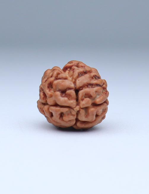 2 Mukhi Nepali Rudraksha