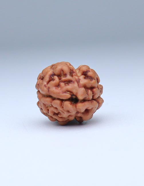 2 Mukhi Nepali Rudraksha