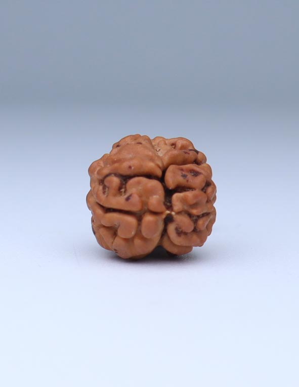 2 Mukhi Nepali Rudraksha