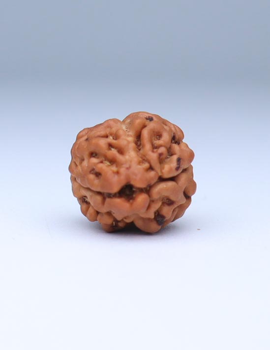 2 Mukhi Nepali Rudraksha