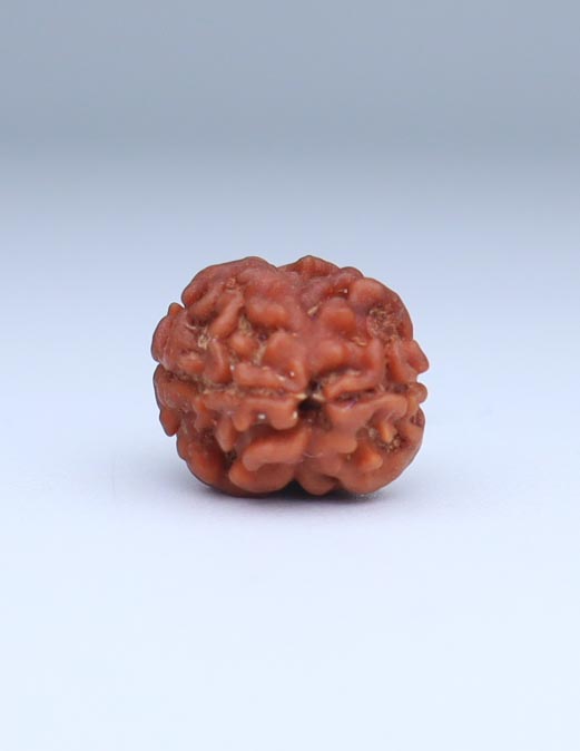 2 Mukhi Nepali Rudraksha