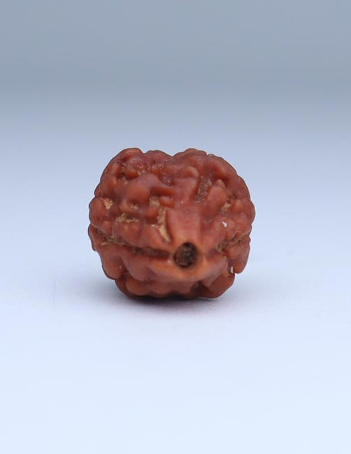 2 Mukhi Nepali Rudraksha