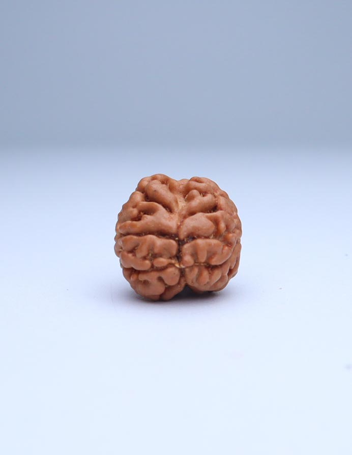 2 Mukhi Nepali Rudraksha