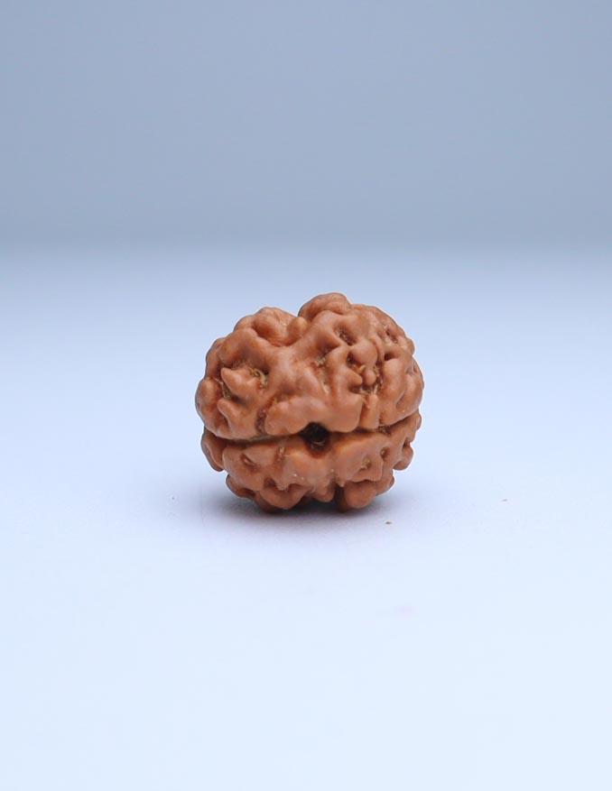 2 Mukhi Nepali Rudraksha