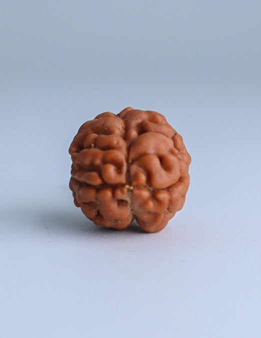 2 Mukhi Nepali Rudraksha