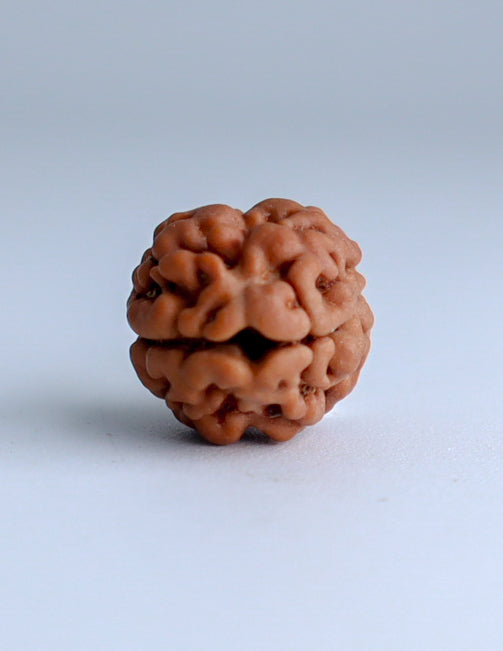 2 Mukhi Nepali Rudraksha