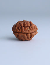 2 Mukhi Nepali Rudraksha