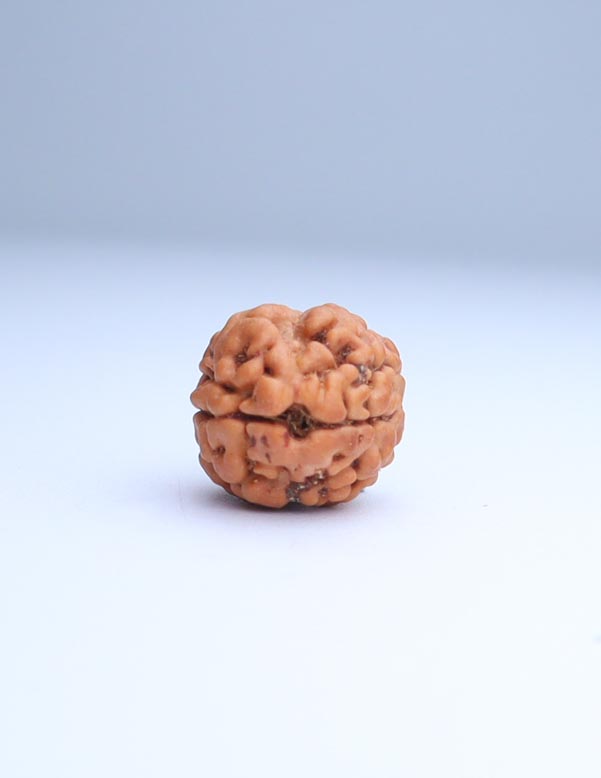 2 Mukhi Nepali Rudraksha