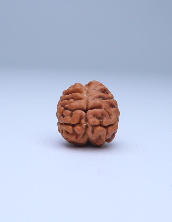 2 Mukhi Nepali Rudraksha