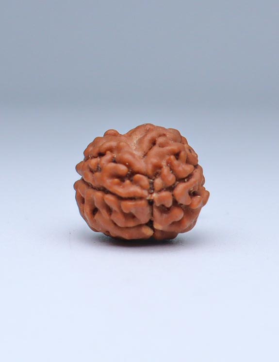 2 Mukhi Nepali Rudraksha