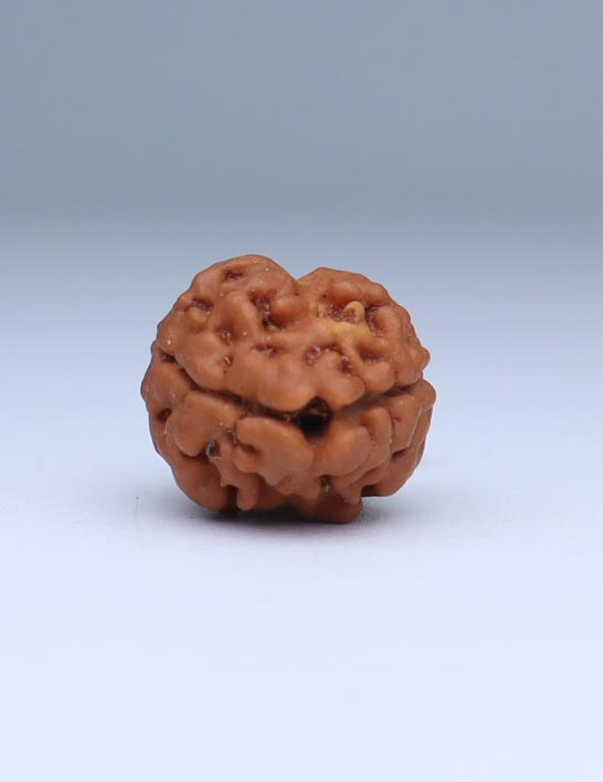 2 Mukhi Nepali Rudraksha