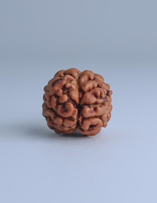 2 Mukhi Nepali Rudraksha