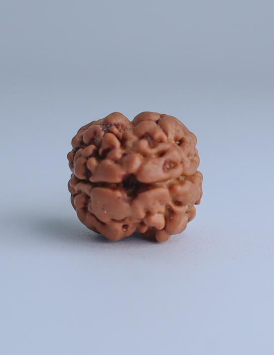 2 Mukhi Nepali Rudraksha